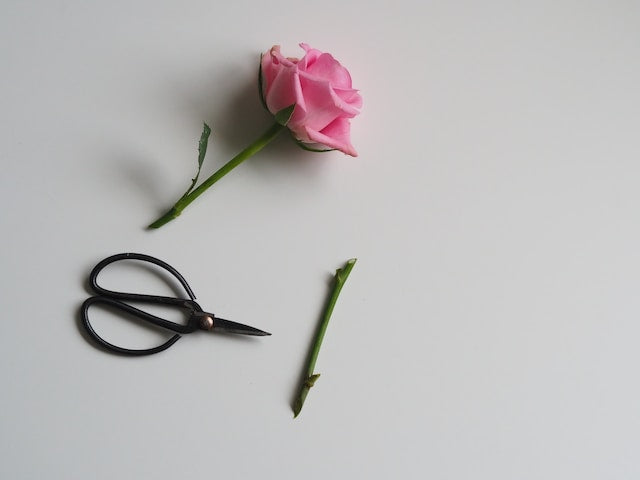 The Benefits of Regular Trims for Professionals